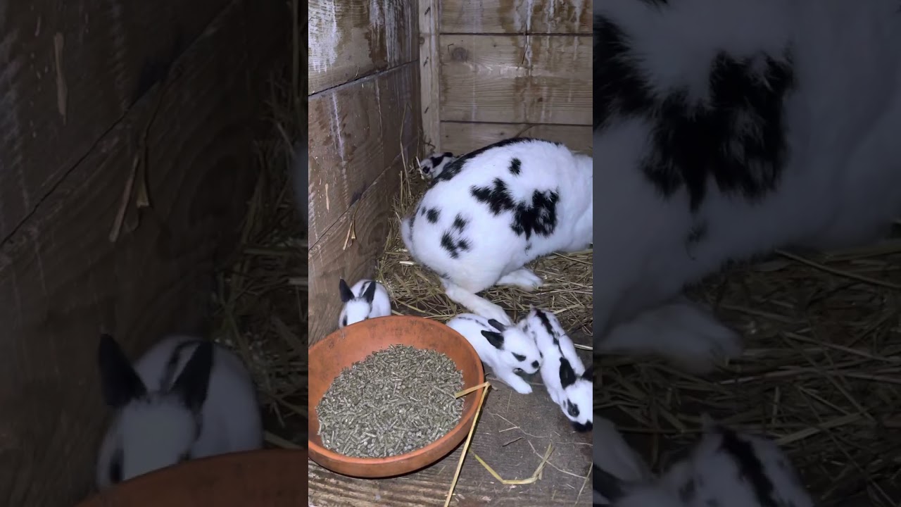 Rabbit …Kunići …12mladih (najveći okot do sad )11.05.2023