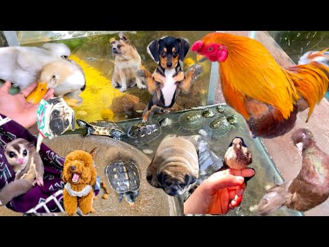 Video Cập Nhật tình hình mấy pét,gà tre, sóc bay Úc,rùa tay... - youtube