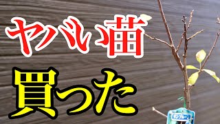 この時期の果樹苗は売れ残りなので買わないでください【買うなら自己責任】
