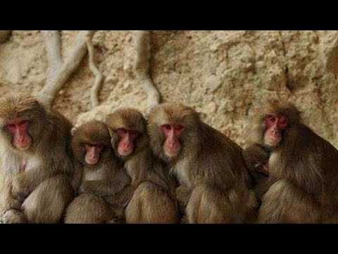 본 아이치 현서 불을 쬐며 겨울을 즐기는 원숭이들 | CCTV 한국어방송