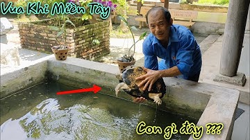 Vua Khỉ Cưa Cây Sao ở Ngôi Chùa Liên Trì Cổ Tự.