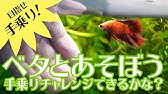 ベタ ベタ大ジャンプ ベタ好きのための餌やり動画 熱帯魚 Youtube ベタ ベタ大ジャンプ ベタ好きのための餌やり動画 熱帯魚 Youtube