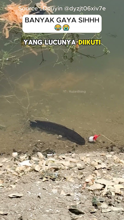 Pemancing kocak mancing ikannya lari #mancingikan #ngakakkocak #shorts #viral #tawa #kocakabis #lucu
