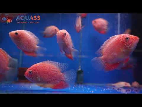 🐠Aquass - Цихлазома Северум красный жемчуг (Cichlasoma Heros severum var Red Perl)