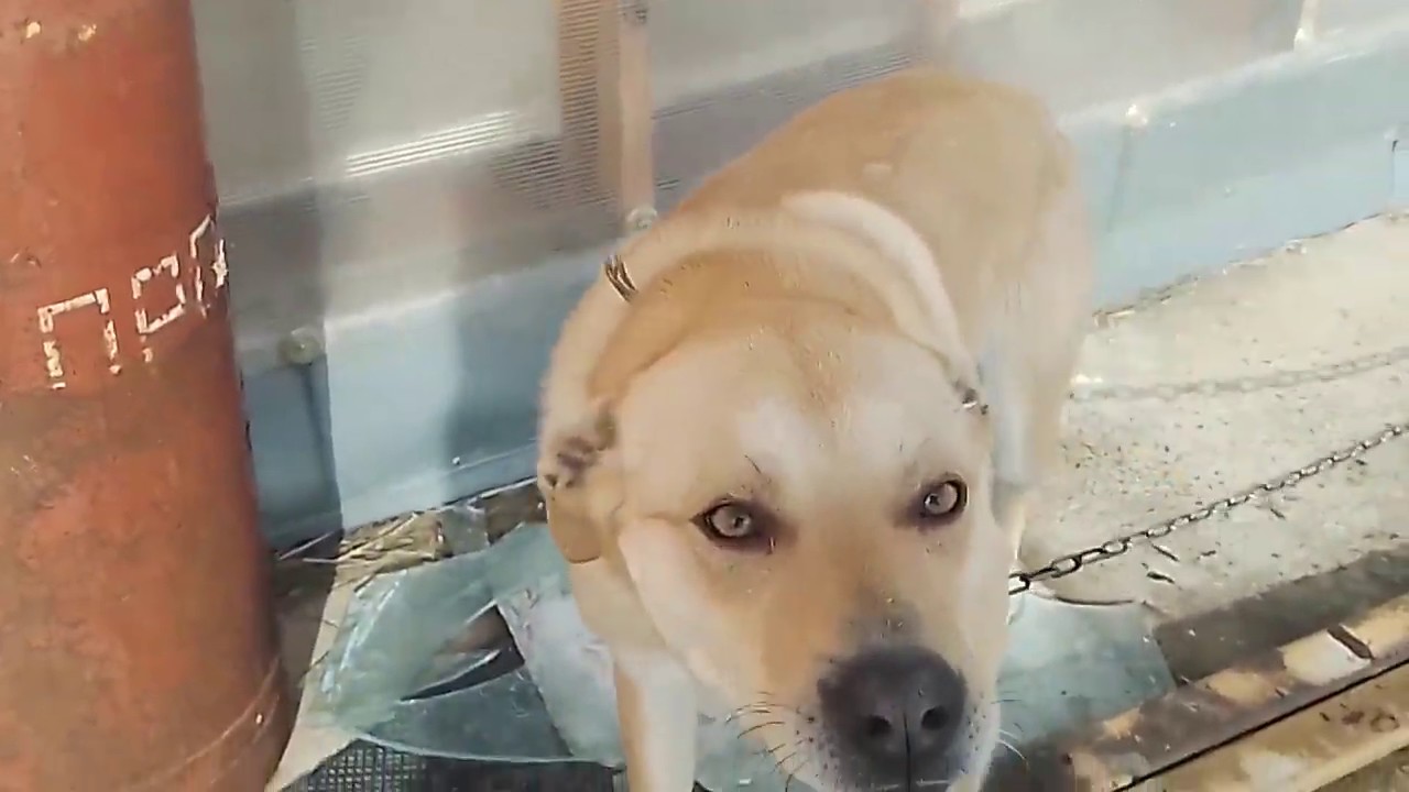 О моём личном подсобном хозяйстве. - YouTube