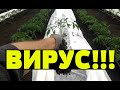 ТЕРЯЮ УРОЖАЙ ТОМАТОВ - 50%!!! ВИРУСНОЕ ЗАБОЛЕВАНИЕ ТОМАТОВ(((