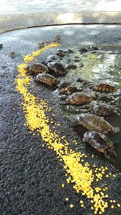kusu-island-singapore-southern-island-30-oct-23-feeding-tortoises