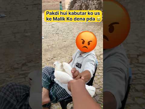 Pakdi hui kabutar maalik ko wapas deni padi 😓 #shorts #viral #pigeon