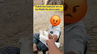 Pakdi hui kabutar maalik ko wapas deni padi 😓 #shorts #viral #pigeon
