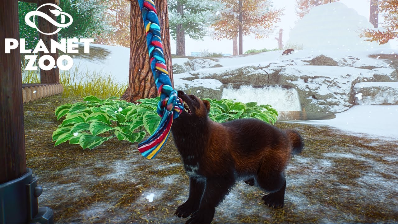Breeding Wolverines in our Festive Winter Zoo - YouTube