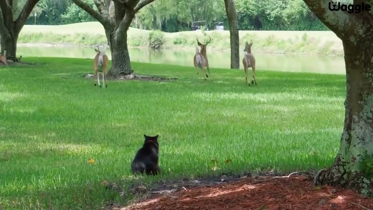 Black cat scares off the deer YouTube