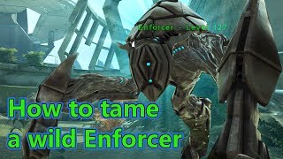 How To Tame A Wild Enforcerark Survival Evolved Extinction