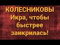 Семья Колесниковых/Новости из Дворца.