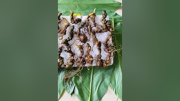 1 kg sâm nhỏ già đẹp, ngâm mật hay ngâm rượu đều ngon, giá chỉ 7.8tr  #sâm_ngọc_linh #sâm_lai_châu