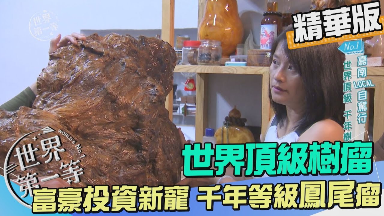 【台南】富豪投資新寵 世界頂級千年樹瘤（鳳尾瘤／肖楠瘤／檀香瘤／珊瑚瘤）｜《世界第一等》1081集精華版