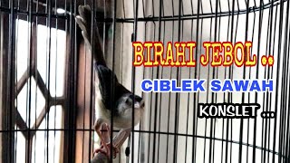 Ciblek Sawah Gacor Konslet, Ngotot Dan Emosi || Untuk Pancingan Ciblek Sawah Muda