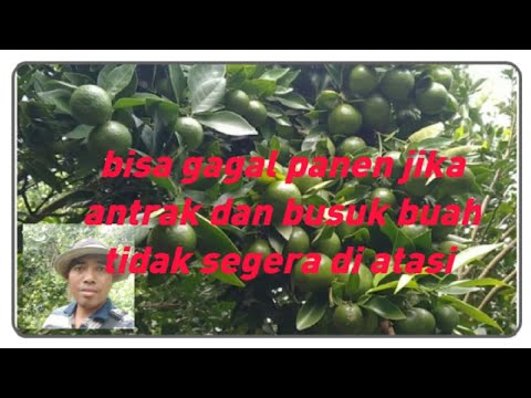 Video: Perawatan Busuk Coklat Jeruk - Cara Mengatasi Busuk Coklat Pada Buah Jeruk