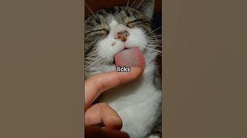 Why Do Cats Lick Their Owners? The Answer May Surprise You
