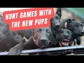 Join us for some puppy hunt games  grassroots k9