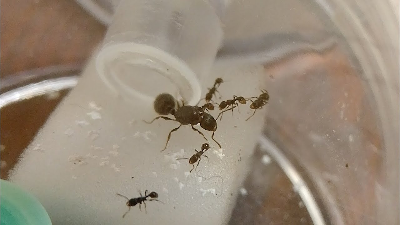 トビイロシワアリの引っ越し