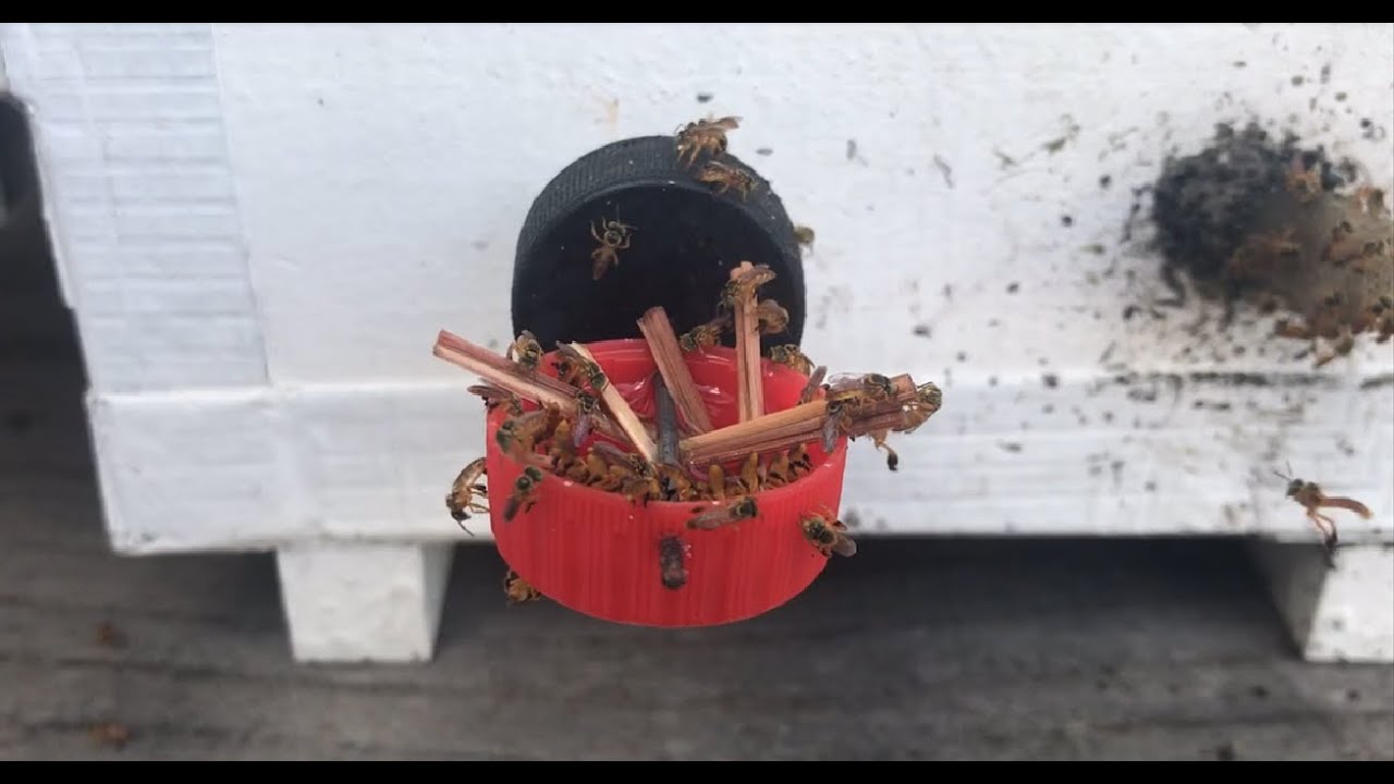 Como alimentar abelha jataí