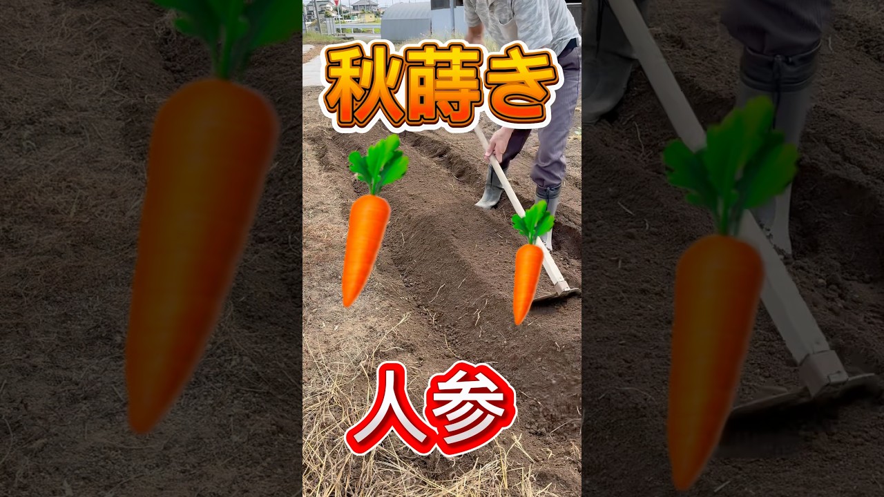 【にんじんちゃんねる】 Sowing carrot seeds - YouTube