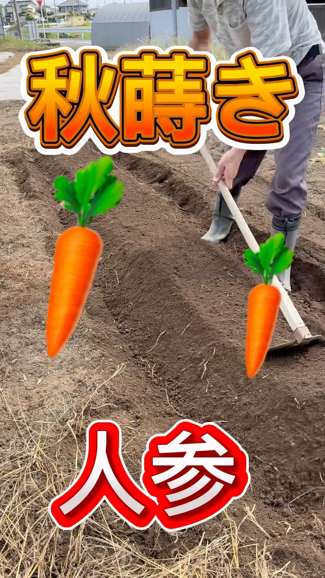 Sowing carrot seeds - YouTube