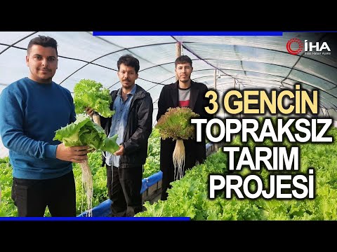 Üç Genç Kurdukları Serada Topraksız Tarım Yapıyor