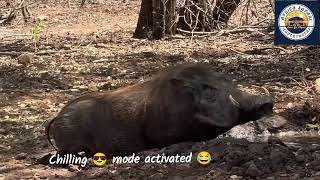 Impressive Warthog's speed over the lions #africansafari #animals #wildlifeentertainment #video  screenshot 2