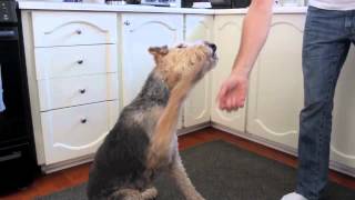 An Incredible Dog Story! (Allie the Airedale)