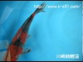 錦鯉販売専門　川崎錦鯉店の錦鯉　K0151　五色