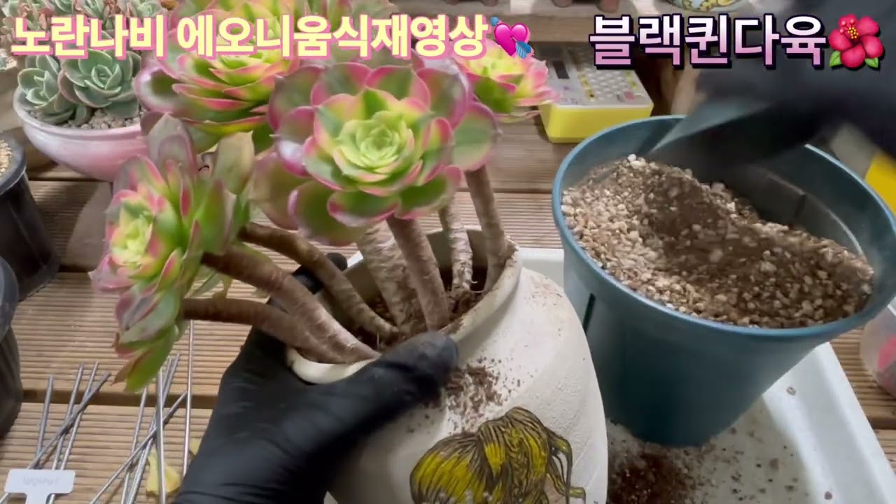 3/4)💘노란나비 에오니움 식재영상💘 #블랙퀸다육 #에오니움 #노란나비 #다육식물 #식재영상