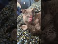 Fungal Infection Leaves Cat’s Swollen Face Littered With Wounds That Refuse To Heal [STORY BELOW]