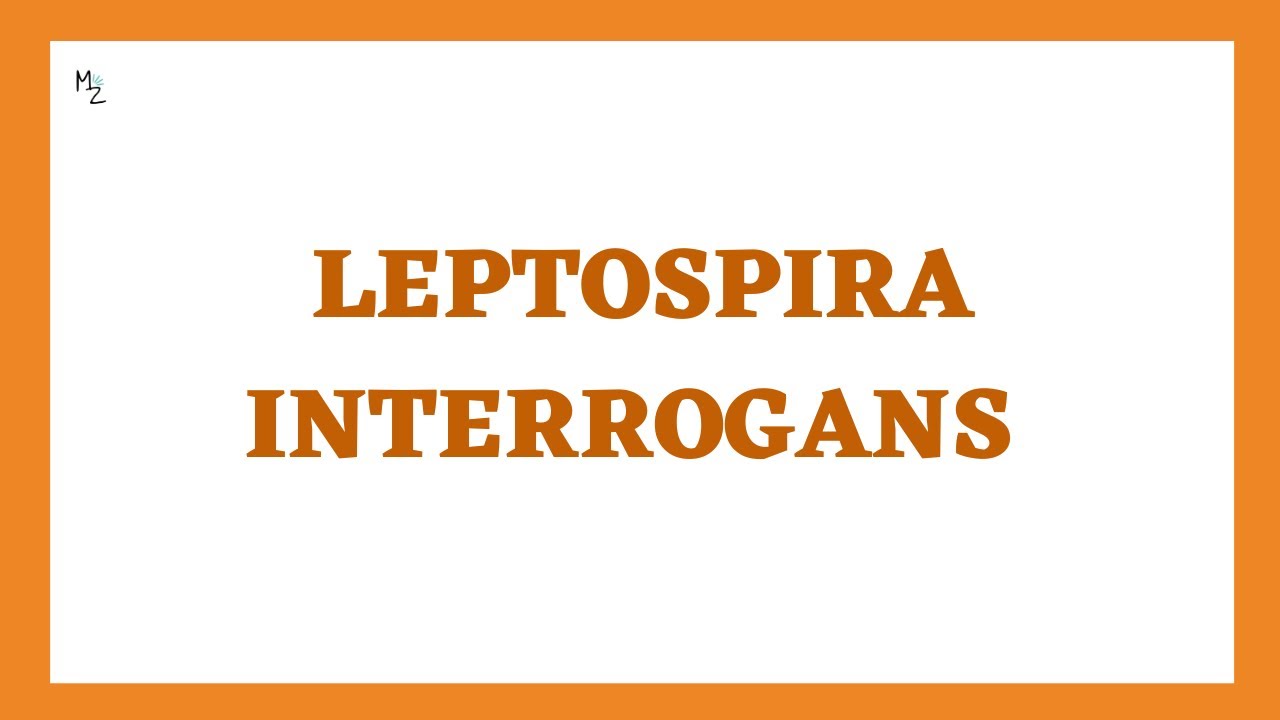 Leptospira interrogans Лекция по микробиологии