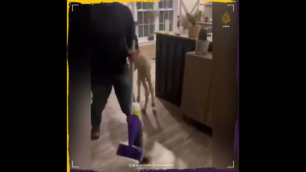 تعلقت به فضمته إلى بيتها.. فتاة سعودية تربي حُوارًا (جملا صغيرا) بمنزلها