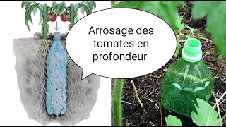 Arrosage des tomates en profondeur 👍