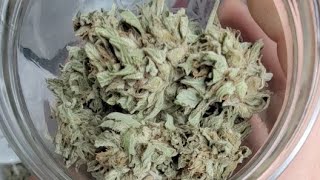 Happy Danksgiving Live