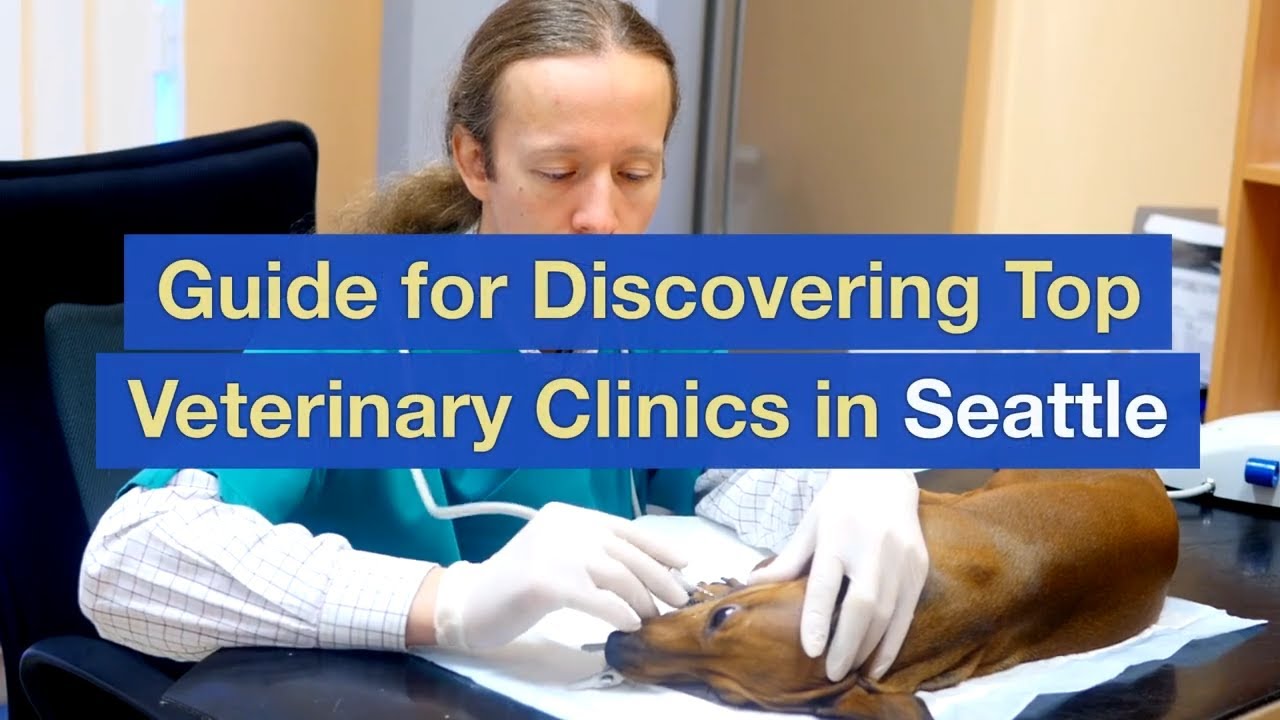 Guide for Discovering Top Veterinary Clinics in Seattle