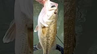 BIG BASS DE RIVIÈRE !! ( SOUVENIR PRE-SPAWN)