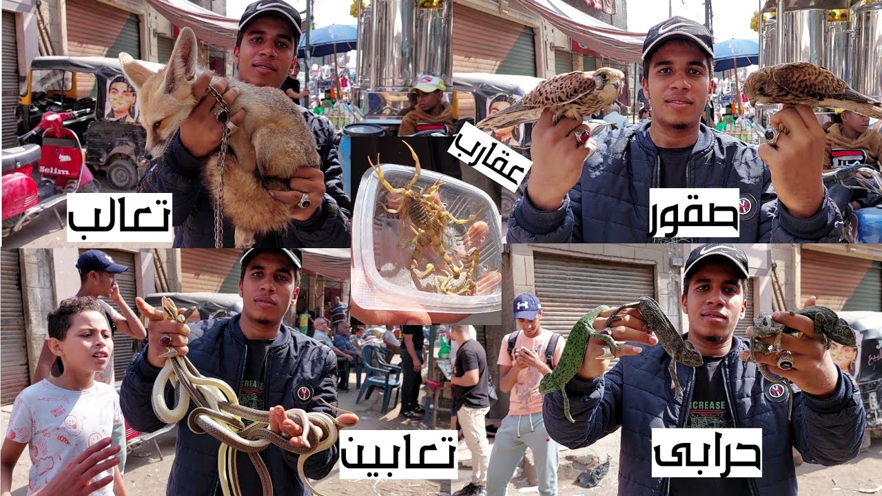 سوق الجمعة بالسيدة عائشة بالاسعار تعالب تماسيح رول صقور عقارب حدايات قنافد حرابى تعابين يمام سحالى و