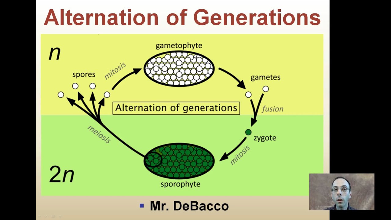 Alternation Of Generations Flowering Plants