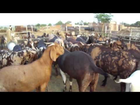 Козы (Goats, 2012)