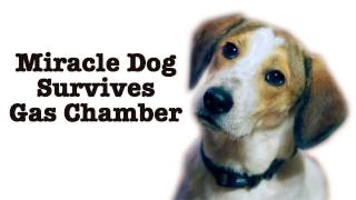 Miracle Dog Survives Gas Chamber Death Sentece! Birds have Grammar!