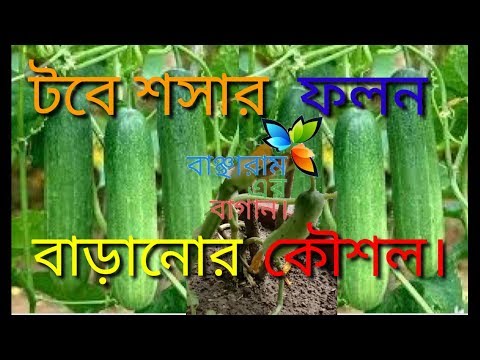 ভিডিও: হালকা নুনযুক্ত ব্যাগে কীভাবে শসা নোনতাবেন