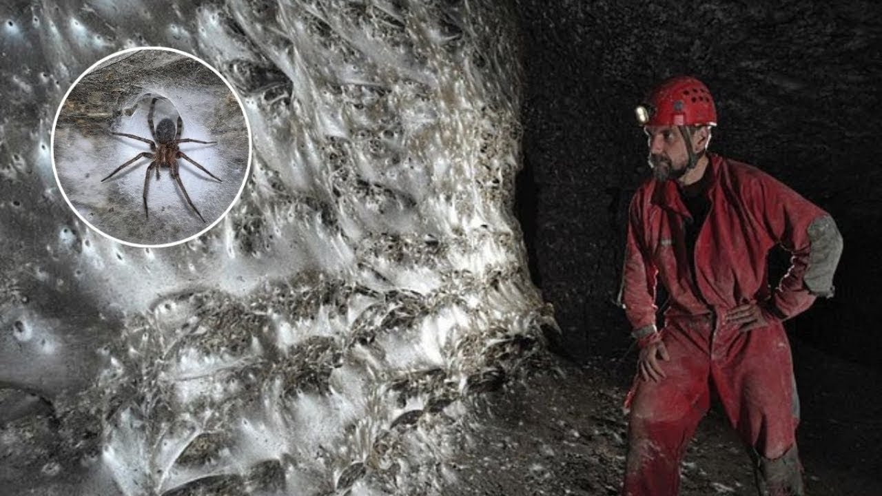 The Massive Spider Web Hidden Between Albania & Greece – 111,000 Spiders in Darkness