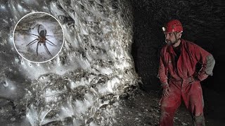 The Massive Spider Web Hidden Between Albania & Greece – 111,000 Spiders in Darkness