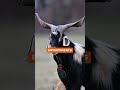 The Kiko goat is known for fast growth, strong resistance, and the ability to thrive.