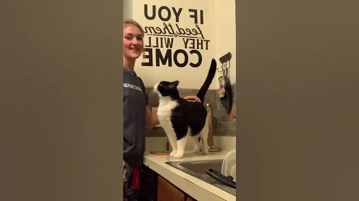 Watch the video about Funny black white cat #cat #funny