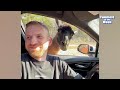 Goofy Pets Caught Red-Handed! 🐶😹 | Funniest Pets Compilation