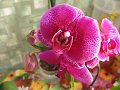 Новая орхидея и мой секрет для формирования цветоносов.